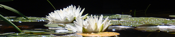 Praxis f�r systemische Therapie und Beratung in N�rnberg, J�rgen Mahler